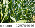 Corn field 129704046