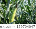 Corn field 129704047