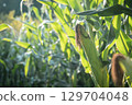 Corn field 129704048
