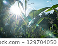 Corn field 129704050