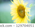 Himawari flowers and bees 129704051