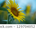 Himawari flowers and bees 129704052