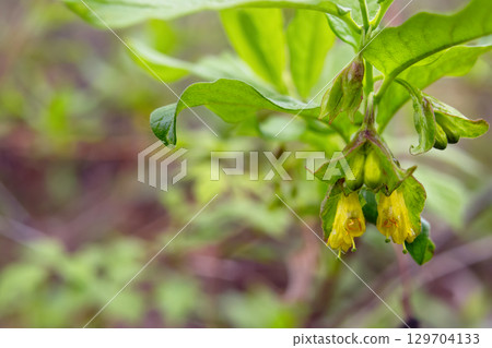 Bright yellow flowers of Twinberry Honeysuckle on a branch in forest. 129704133