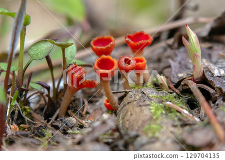 Scarlet Cup Fungi in grass and leaves on the forest floor. Scarlet Cup Fungi in grass and leaves on the forest floor. 129704135