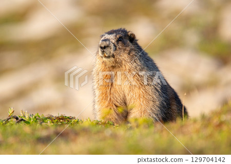 Furry Hoary marmot is watching around in the mountain meadow. Furry Hoary marmot is watching around in the mountain meadow. 129704142