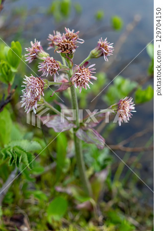 Pink flowers of Petasites Blooming in Alpine Wet Bog 129704150