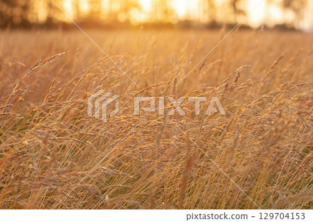Agricultural field with fescue grass in golden light in sunset. Agricultural field with fescue grass in golden light in sunset. 129704153