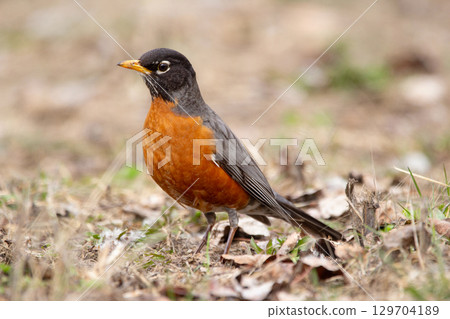American Robin Foraging on the ground in early spring. 129704189