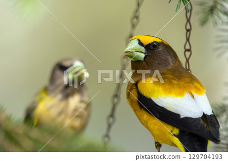 Male and female Evening Grosbeak on a spruce tree branch. 129704193