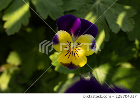 Close up of flowers in ground Close up of flowers in ground 129704317