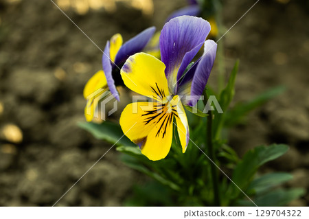 Close up of flowers in ground Close up of flowers in ground 129704322