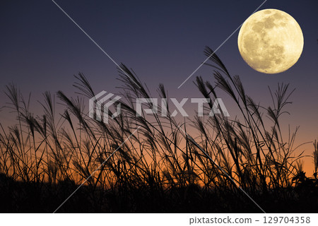 A full moon rising in the autumn evening sky. The harvest moon and Japanese silver grass 129704358