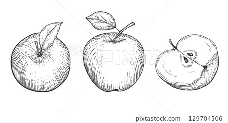 Set of drawn apples. Fruits. Vegan food. Vector illustration. 129704506