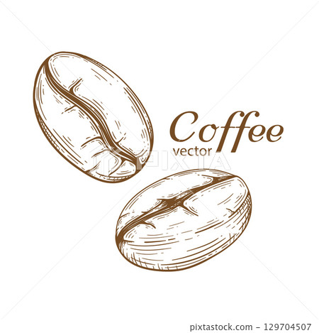 Coffee Bean .Hand Drawn Roasted coffee. Vector illustration. Coffee Bean .Hand Drawn Roasted coffee. Vector illustration. 129704507