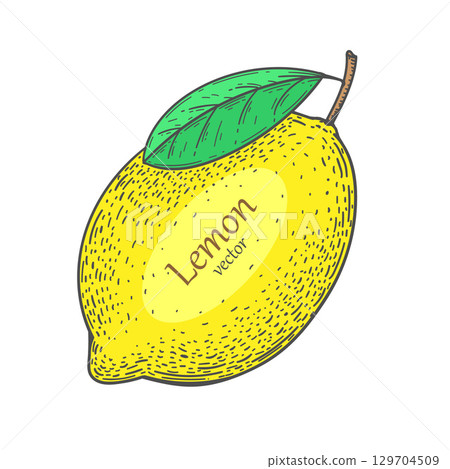 Yellow lemon. Citrus fruit. Lime lemon vector . Food illustration. 129704509