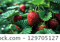 Fresh strawberries glisten with dew among lush green leaves, creating vibrant scene 129705127
