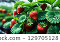 Lush green strawberry plants with ripe red berries glistening with dew 129705128