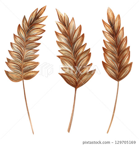Watercolor illustration of golden wheat stalks. Perfect for farming, harvest, bakery packaging, rustic decor, agricultural designs, and organic food branding Watercolor illustration of golden wheat stalks. Perfect for farming, harvest, bakery packaging, rustic decor, agricultural designs, and organic food branding 129705169