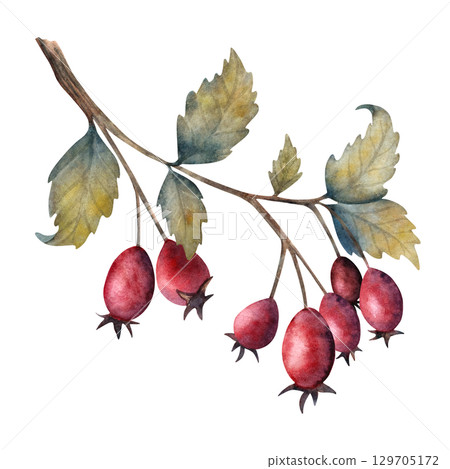Watercolor illustration of red rosehips with leaves. Ideal for herbal designs, autumn compositions, kitchen decor, eco packaging, health products, and botanical projects. Watercolor illustration of red rosehips with leaves. Ideal for herbal designs, autumn compositions, kitchen decor, eco packaging, health products, and botanical projects. 129705172