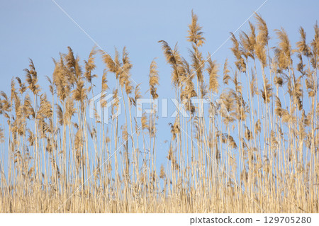 Reeds in marshland with sky background Reeds in marshland with sky background 129705280