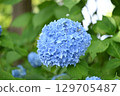 Blue hydrangea 129705487