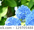 Blue hydrangea 129705488