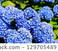 Blue hydrangea 129705489