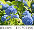 Blue hydrangea 129705490