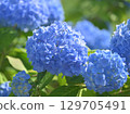 Blue hydrangea 129705491