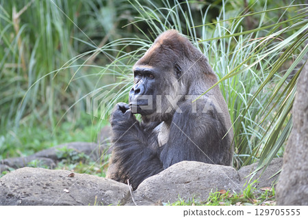 Gorilla worried about his growing stubble 129705555