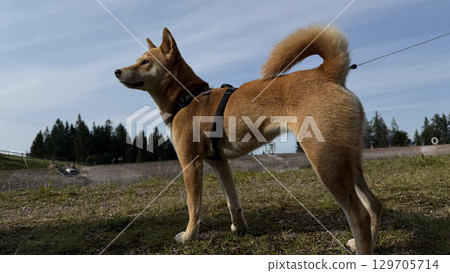 Alert Shiba Inu Standing on Grass 129705714