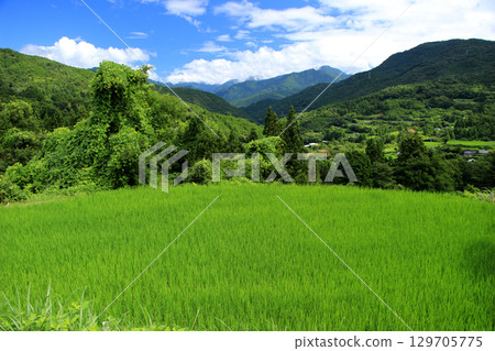 Satoyama scenery full of summer greenery 129705775