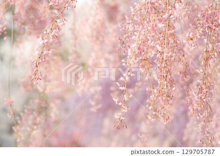 垂枝櫻花盛開 129705787