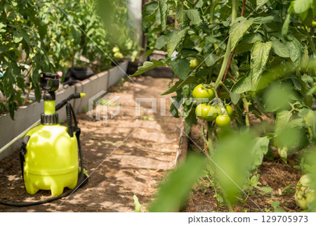 Protect tomato plants from pests and diseases with a pressure sprayer in a tunnel greenhouse 129705973