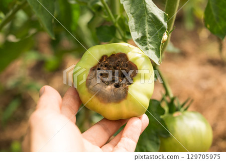 Treatment of tomatoes from blossom-end rot. The farmer sprays the plants. Plant diseases 129705975