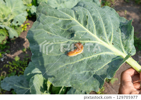 Close-up of a slug on a leaf of a cabbage. Isolated on a white background. 129705977