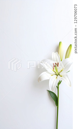 白色背景花瓶中的白百合 129706073