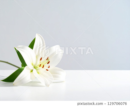 白色背景花瓶中的白百合 129706076