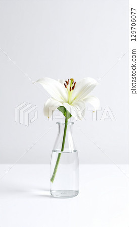 白色背景花瓶中的白百合 129706077