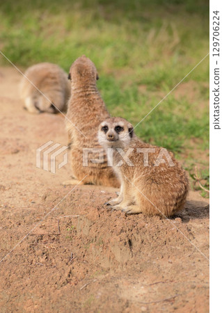 三隻貓鼬排成一列沐浴陽光 129706224