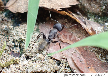 Camponotus ant - rear diagonal Camponotus ant - rear diagonal 129706334