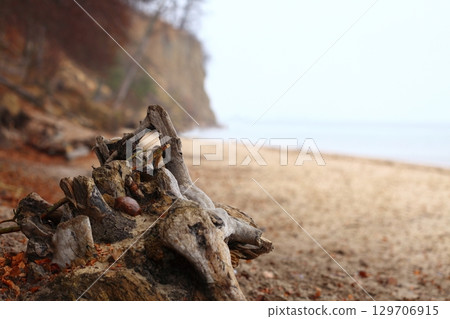 autumn cliff in Orlowo, Gdynia Poland autumn cliff in Orlowo, Gdynia Poland 129706915
