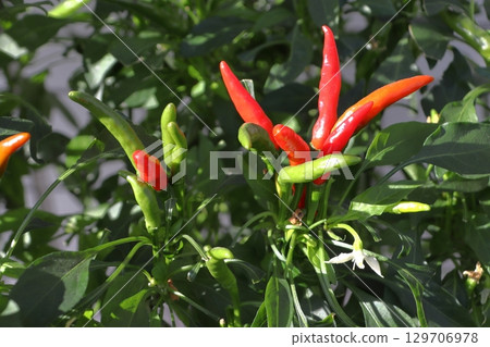 Takanotsume (chili pepper) on my balcony 129706978