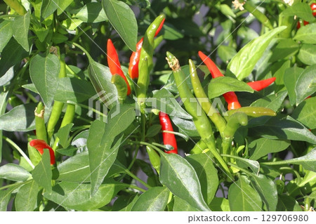 Takanotsume (chili pepper) on my balcony 129706980