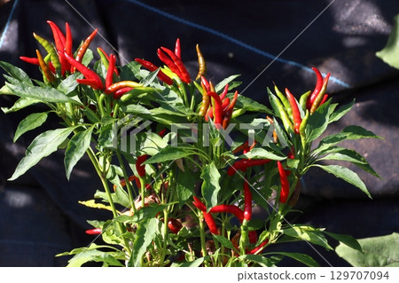 田裡成熟的鷹爪辣椒 129707094