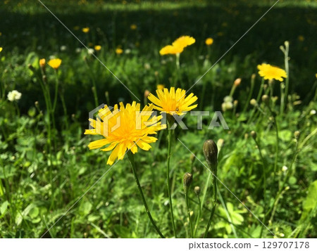 Vibrant Yellow Dandelions Blooming in a Green Meadow. 129707178