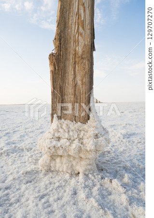 On a sunny day, an old tree trunk covered with salt crystals sticks out of the water. Salt lake Baskunchak. Astrakhan region, Russia. On a sunny day, an old tree trunk covered with salt crystals sticks out of the water. Salt lake Baskunchak. Astrakhan region, Russia. 129707270