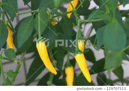Yellow chili peppers (Shingok) on the balcony of my home Yellow chili peppers (Shingok) on the balcony of my home 129707513