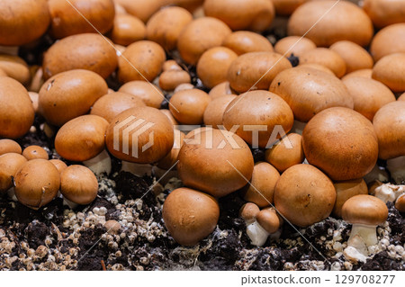 Brown mushrooms growing in clusters on rich soil, showcasing natural organic textures and shapes Brown mushrooms growing in clusters on rich soil, showcasing natural organic textures and shapes 129708277