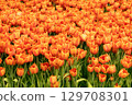 Vibrant orange tulips blooming in a lush garden, creating a stunning floral landscape scene 129708301